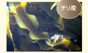 海藻の中でもモズクが「フコイダン」の含有量が多く、日本では沖縄モズクが評価を集めてきましたが、さらに2〜3倍もの高純度の「フコイダン」含有量を持つのがトンガ王国で採れるモズクです。