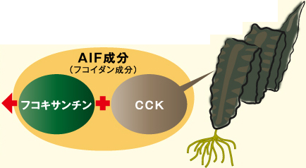 AIF成分